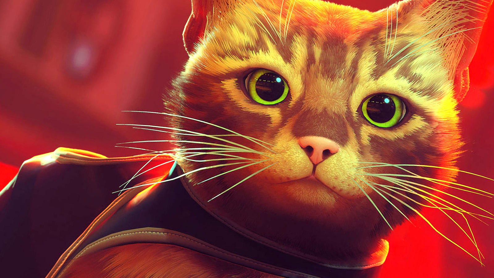 Photos: What It's Like Playing the New Cat Video Game, 'Stray