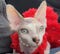 A photo of real-world cat Peppermint The Bougie Sphynx.