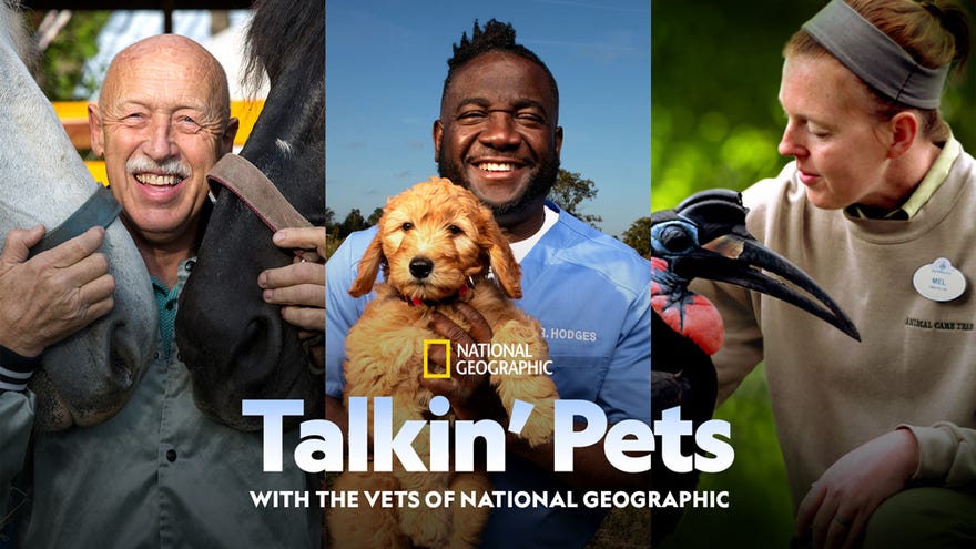 Talkin’ Pets with the Vets of National Geographic