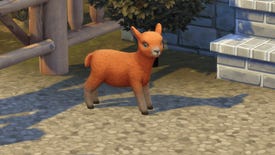 An orange mini sheep makes adorable eyes at the camera as it stands next to a fence at the foot of some stone steps in The Sims 4 Horse Ranch.