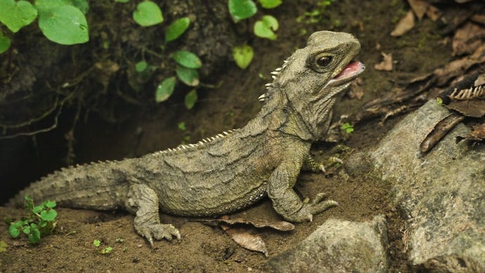 A close-up image of a tuatara lizard