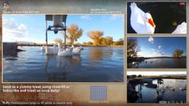 An image showing a duck livestream on Twitch's new Animals category.