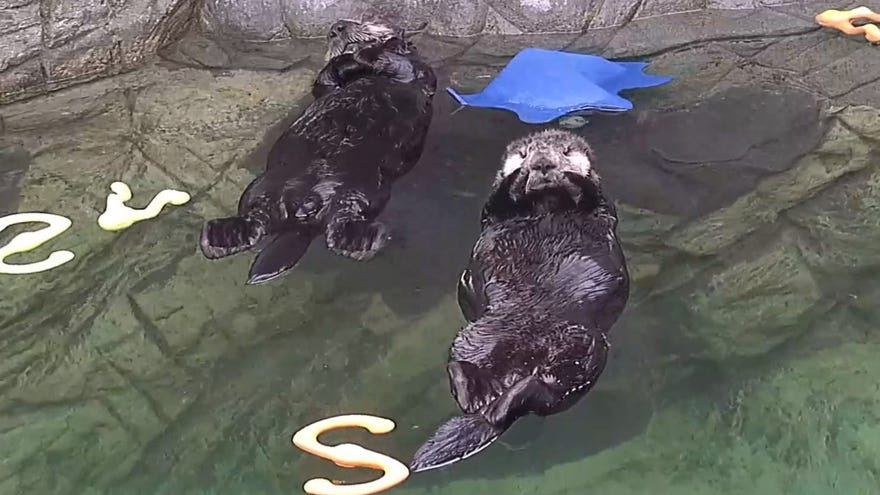 Sea otters floating on their backs on the Marine Mammal Rescue Centre's Twitch channel.