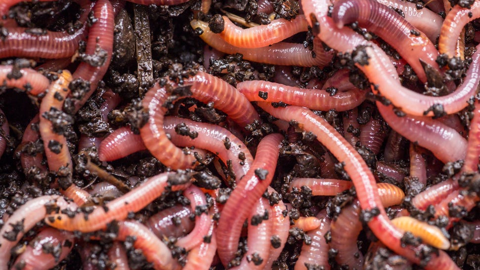 We Are But Worms stock imagery