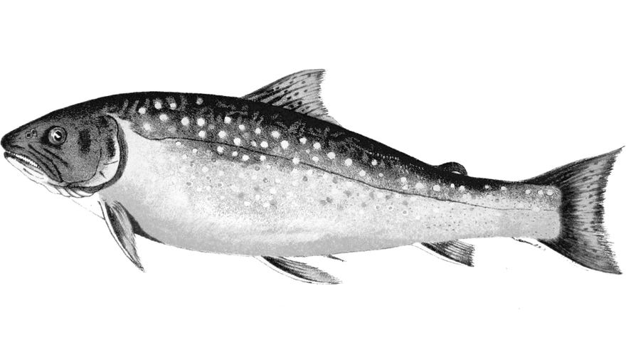 A fish in an illustration from 'Forest Life in Acadie. Sketches of sport and natural history in the Canadian Dominion'.