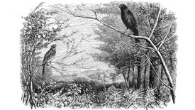 Birds in a tree in a countryside scene.