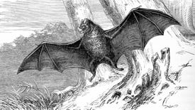 An illustration of a bat flying.