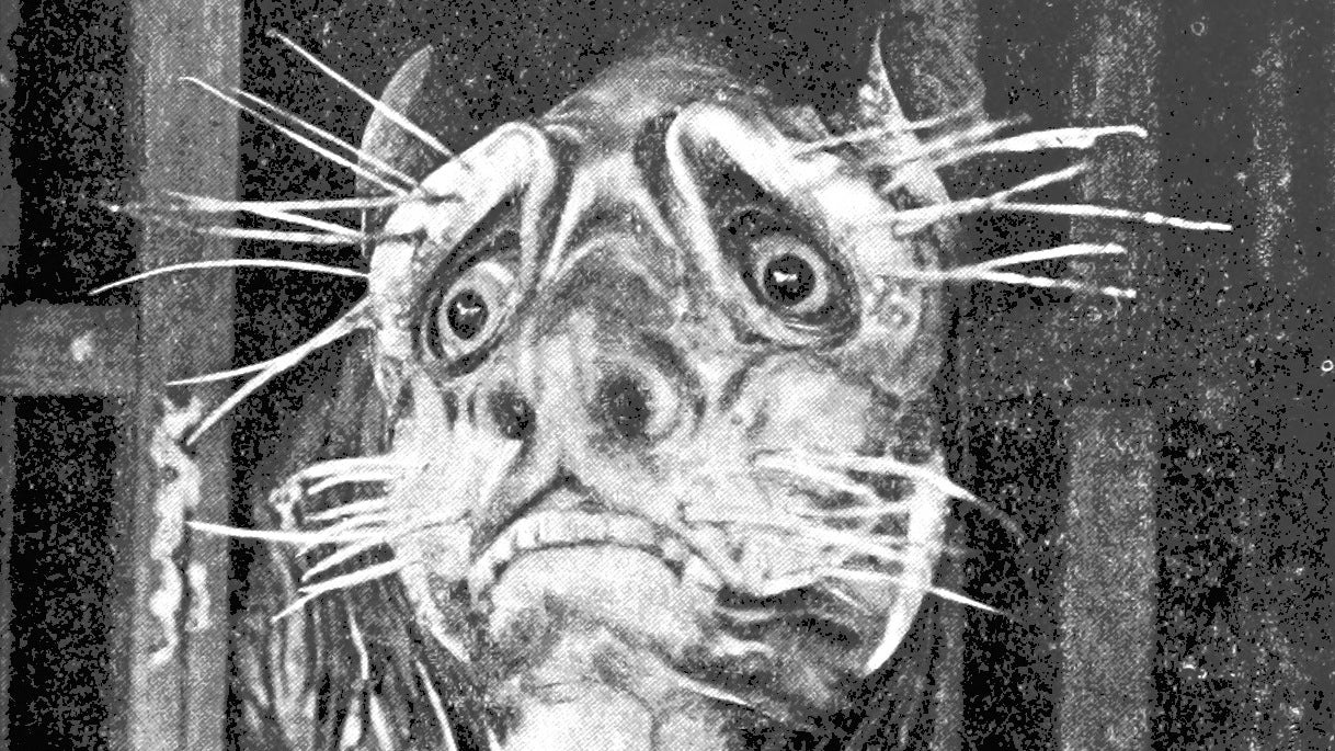 A very questionable illustration of a tiger from 'To the Snows of Tibet through China'.