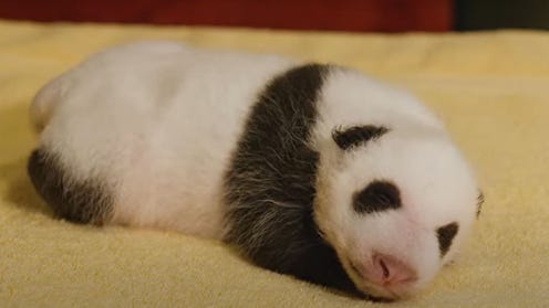 Still image of video of a baby Giant Panda